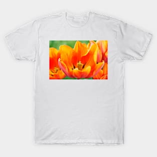 Tulipa 'Prinses Irene' AGM Tulip Triumph Group T-Shirt